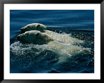 Two Polar Bears Swim Together by Paul Nicklen Pricing Limited Edition Print image