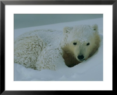 A Polar Bear (Ursus Maritimus) Rests In The Snow by Norbert Rosing Pricing Limited Edition Print image