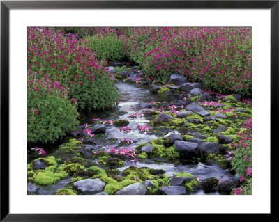 Monkeyflowers Along Paradise Creek, Mt. Rainier National Park, Washington, Usa by Jamie & Judy Wild Pricing Limited Edition Print image
