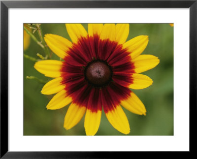 Close-Up Of A Cone Flower by Brian Gordon Green Pricing Limited Edition Print image