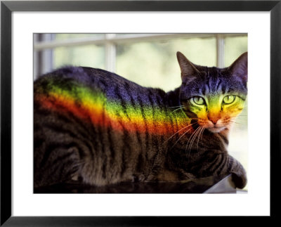 A Window Prism Projects On A Relaxed Tabby Cat Like A Private Rainbow by Stephen St. John Pricing Limited Edition Print image