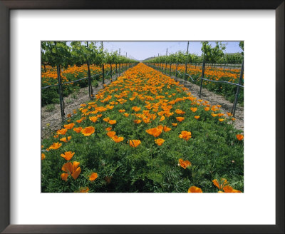 Beds Of Orange California Poppies Bloom Between Grape Vines by Marc Moritsch Pricing Limited Edition Print image
