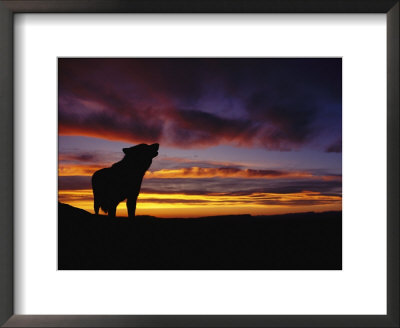 Silhouette Of A Gray Wolf At Sunset by Norbert Rosing Pricing Limited Edition Print image