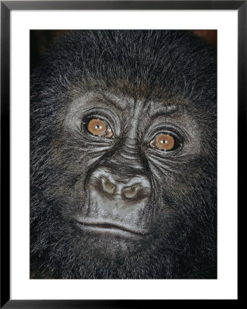 Portrait Of A Four-Year-Old Male Gorilla by Paul Zahl Pricing Limited Edition Print image