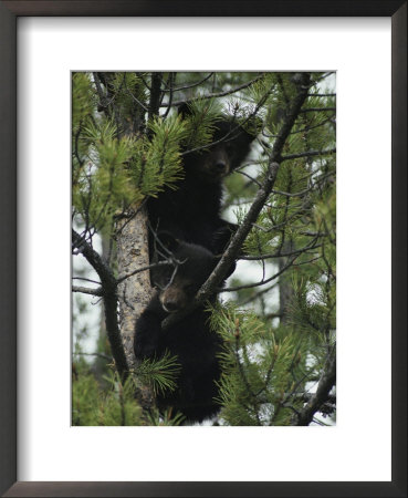American Black Bear Cubs Climb A Lodgepole Pine by Michael S. Quinton Pricing Limited Edition Print image