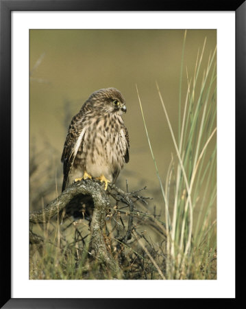 A Female Common Kestrel Perches On A Branch In Tall Grass by Klaus Nigge Pricing Limited Edition Print image