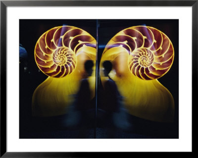 A Person Walks By A Reflective Print Of A Nautilus Shell Hanging In A Marine Museum by Jodi Cobb Pricing Limited Edition Print image