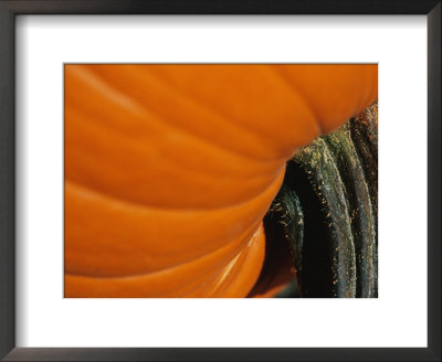 A Close View Of The Stem End Of A Pumpkin by Raul Touzon Pricing Limited Edition Print image