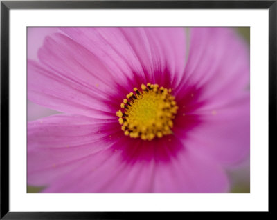 A Close-Up Of A Pink Wildflower by Todd Gipstein Pricing Limited Edition Print image