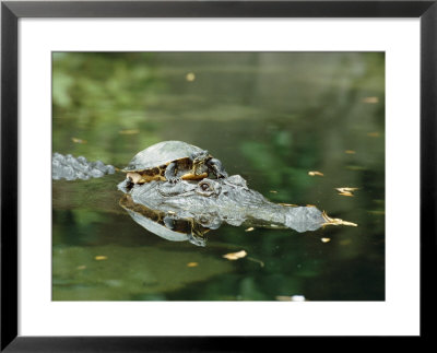 A Yellow-Bellied Turtle Hitches A Ride On The Head Of An Alligator by Norbert Rosing Pricing Limited Edition Print image