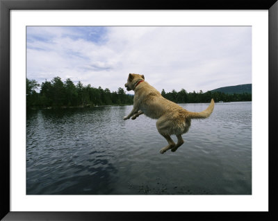 A Yellow Labrador Retriever Jumps Into A Lake by Heather Perry Pricing Limited Edition Print image