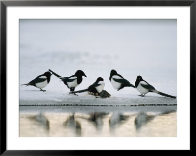A Group Of Magpies Gathered Around A Fish Carcass by Klaus Nigge Pricing Limited Edition Print image