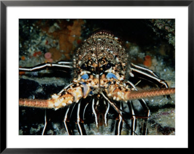 A Close-View Of A Blue Spot Rock Lobster by Wolcott Henry Pricing Limited Edition Print image