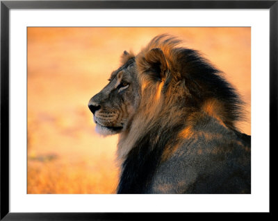 Adult Male African Lion by Nicole Duplaix Pricing Limited Edition Print image