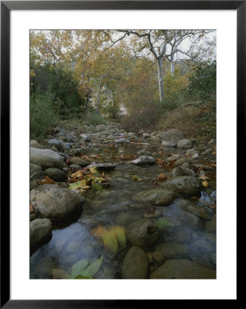 A Small, Wild Creek Flows Over The Stones by Rich Reid Pricing Limited Edition Print image