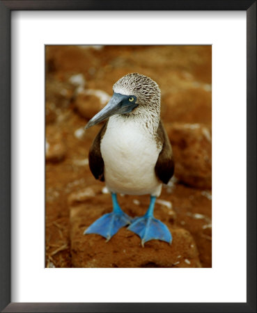 Blue-Footed Booby In A Rookery by James P. Blair Pricing Limited Edition Print image