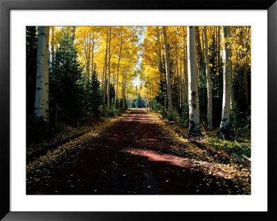 Dirt Road Leading Through A Grove Of Aspen Trees by Joyce Dale Pricing Limited Edition Print image