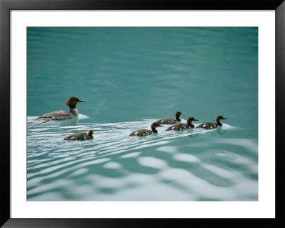 A Family Of Merganser Ducks Swim In A Lake by Michael Melford Pricing Limited Edition Print image
