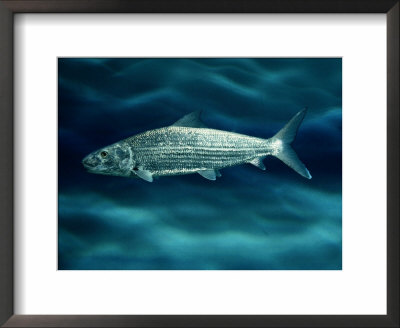 Bonefish by George Grall Pricing Limited Edition Print image