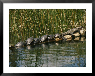 A Group Of Aquatic Turtles And An American Alligator Bask On A Log by Raymond Gehman Pricing Limited Edition Print image