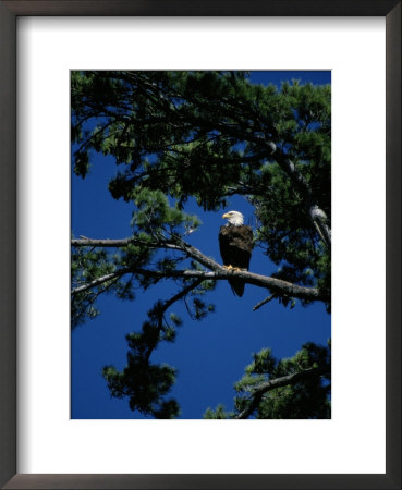 American Bald Eagle Perched In An Eastern White Pine Tree by Raymond Gehman Pricing Limited Edition Print image