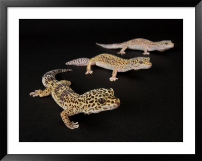 Three Female Leopard Geckos At The Zoo, Sunset Zoo, Kansas by Joel Sartore Pricing Limited Edition Print image