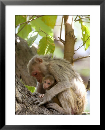 Rhesus Macaque Monkey (Macaca Mulatta), Bandhavgarh National Park, Madhya Pradesh State, India by Thorsten Milse Pricing Limited Edition Print image