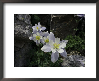 Blooming Columbine, Colorado by Michael Brown Pricing Limited Edition Print image