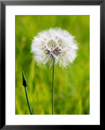 A Dandelion Clock, Uk by Philip Tull Pricing Limited Edition Print image