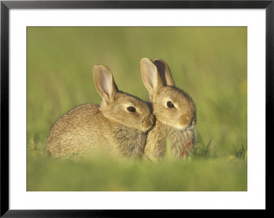 Rabbit, Youngsters Outside Burrow Entrance In Evening Sun, Scotland by Mark Hamblin Pricing Limited Edition Print image