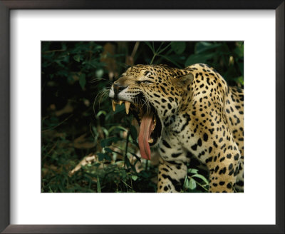A Jaguar Yawns by Steve Winter Pricing Limited Edition Print image