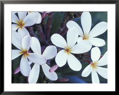 Plumerias, Maui, Hawaii, Usa by Darrell Gulin Pricing Limited Edition Print image