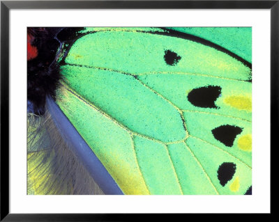 Poseidon (Green Butterfly), Papua New Guinea by Gavriel Jecan Pricing Limited Edition Print image