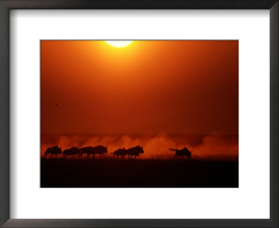 Group Of Wildebeests Running In The Dusk by Chris Johns Pricing Limited Edition Print image