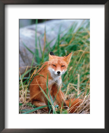 Red Fox, Alaska Peninsula, Alaska, Usa by Dee Ann Pederson Pricing Limited Edition Print image