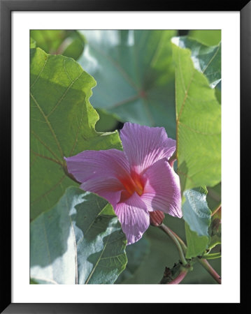 Flower Growing Along Tapanti River, Tapanti National Park, Costa Rica by Scott T. Smith Pricing Limited Edition Print image