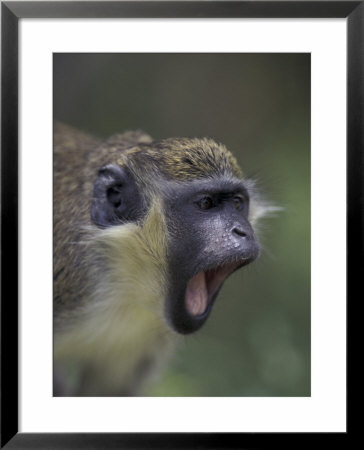 Green Vervet Monkey On St. Kitts, Caribbean by Greg Johnston Pricing Limited Edition Print image
