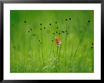 Paintbrush Wildflower, Yellowstone National Park, Wyoming by Raymond Gehman Pricing Limited Edition Print image