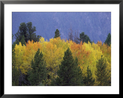 Aspen Trees, Autumn, Gallatin National Forest, Montana by Raymond Gehman Pricing Limited Edition Print image