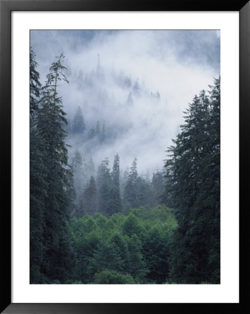Fog Covers A Mountain Forest Of Evergreens by Bill Curtsinger Pricing Limited Edition Print image