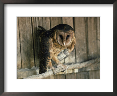 Captive Tasmanian Masked Owl by Joe Scherschel Pricing Limited Edition Print image