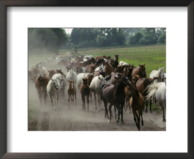 Purebred Arabian Horses Raised At A Stud Farm by James L. Stanfield Pricing Limited Edition Print image