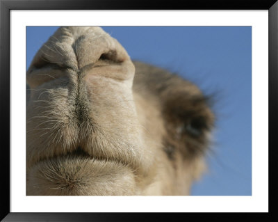 This Dromedary Camel Is Ready For A Closeup In The Sahara Desert by Peter Carsten Pricing Limited Edition Print image