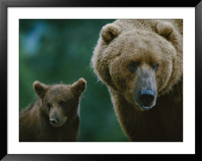 A Female Grizzly And Her Cub Frequent A Local Dump by Joel Sartore Pricing Limited Edition Print image