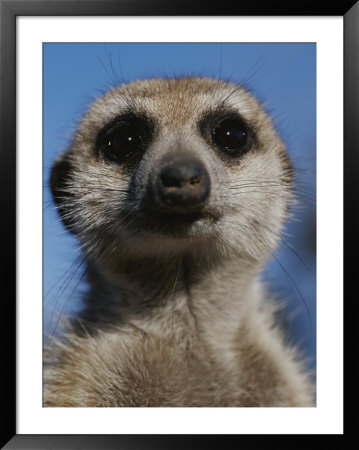 A Close View Of A Meerkat (Suricata Suricatta) by Mattias Klum Pricing Limited Edition Print image