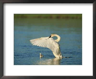 Trumpeter Swan With Young by Norbert Rosing Pricing Limited Edition Print image