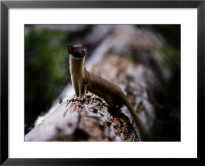 A Long-Tailed Weasel Sits Up On A Tree Trunk by Michael S. Quinton Pricing Limited Edition Print image