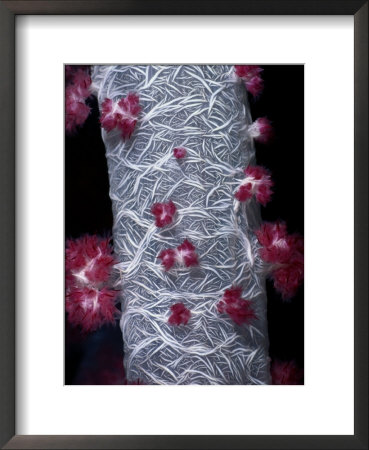 Close View Of An Intricate Tree Coral by Wolcott Henry Pricing Limited Edition Print image