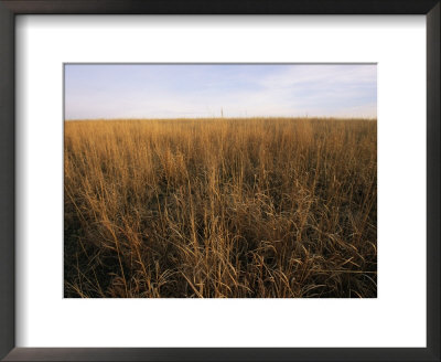 A Field Of Tall Grass Prairie In Nebraska by Joel Sartore Pricing Limited Edition Print image