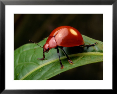 A Red Leaf Beetle On A Green Leaf by George Grall Pricing Limited Edition Print image